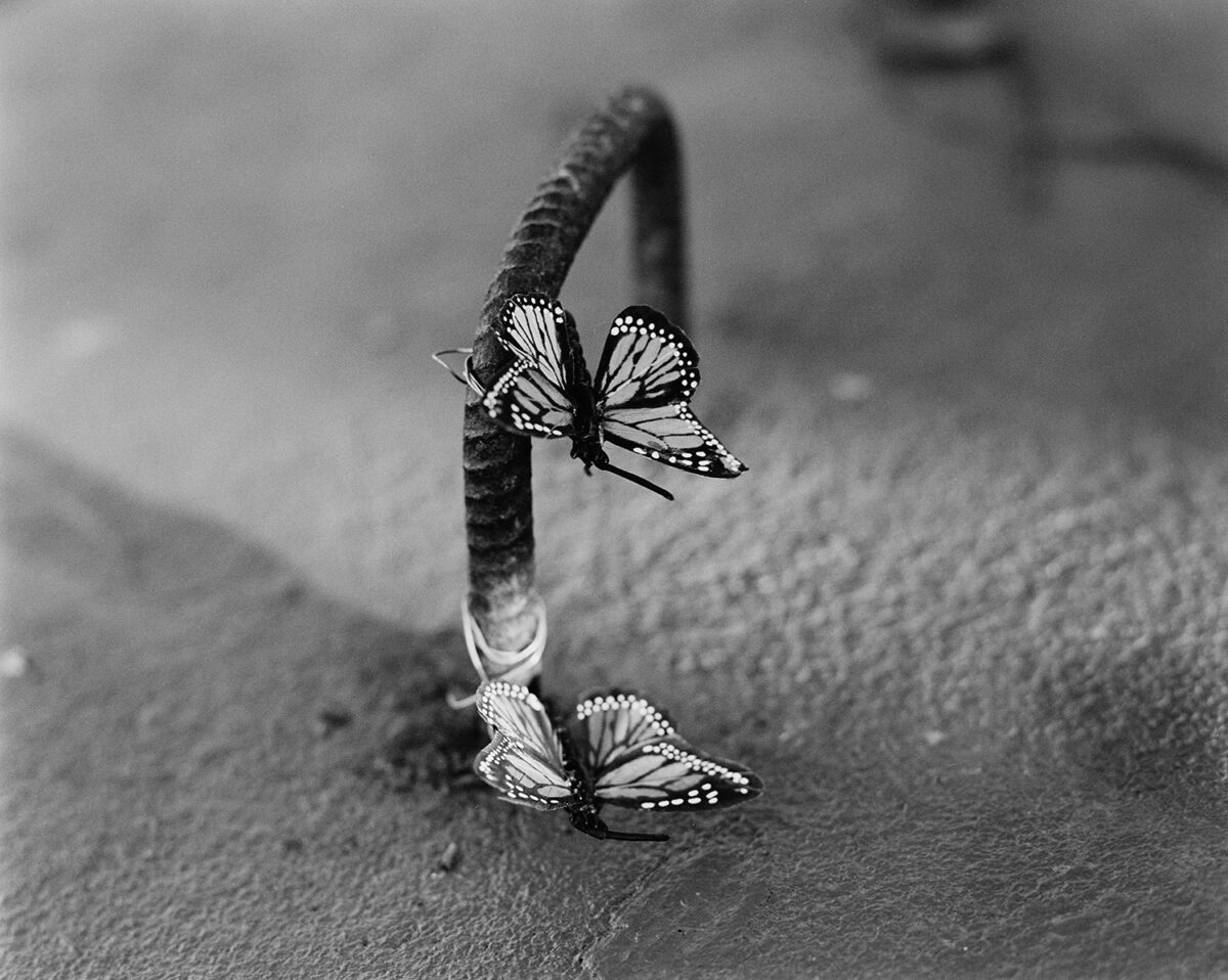 A monarch butterfly on a curled branch, photographed by Race Dillon
